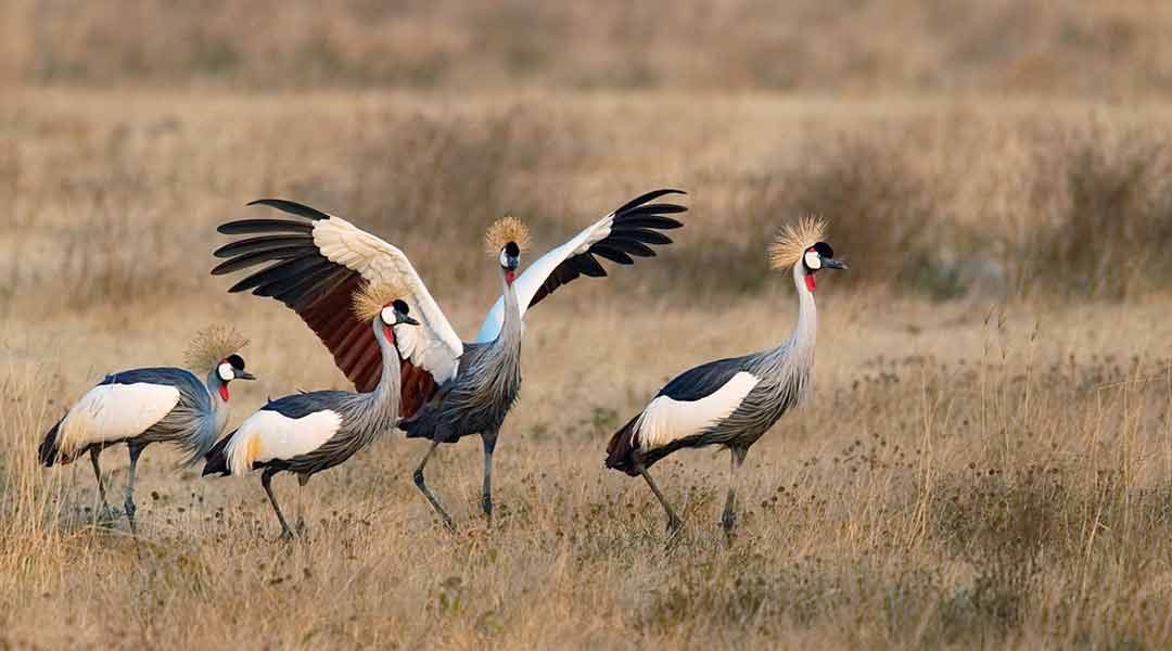 Gey-Crowned-Crane-Birds-in-Serengeti-National-Park