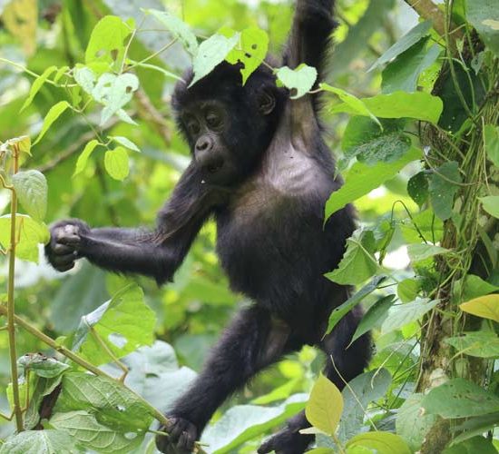 Gorilla-Trekking-Rwanda