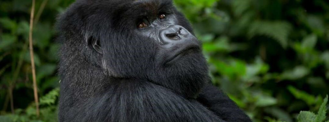 Gorilla Uganda 1