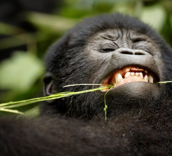 Gorilla trekking uganda