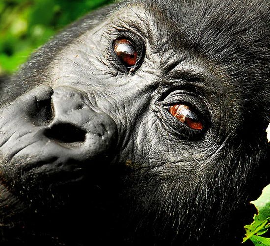 Gorrila-Trekking-Uganda-and-Rwanda