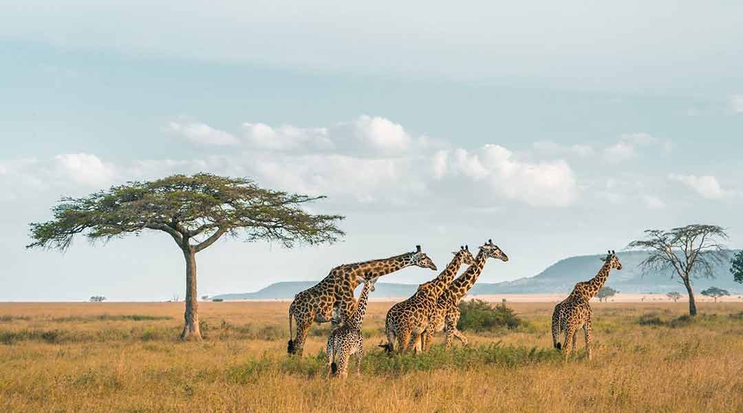 Group-o-Maasai-Girrae-in-Serengeti-National-Park