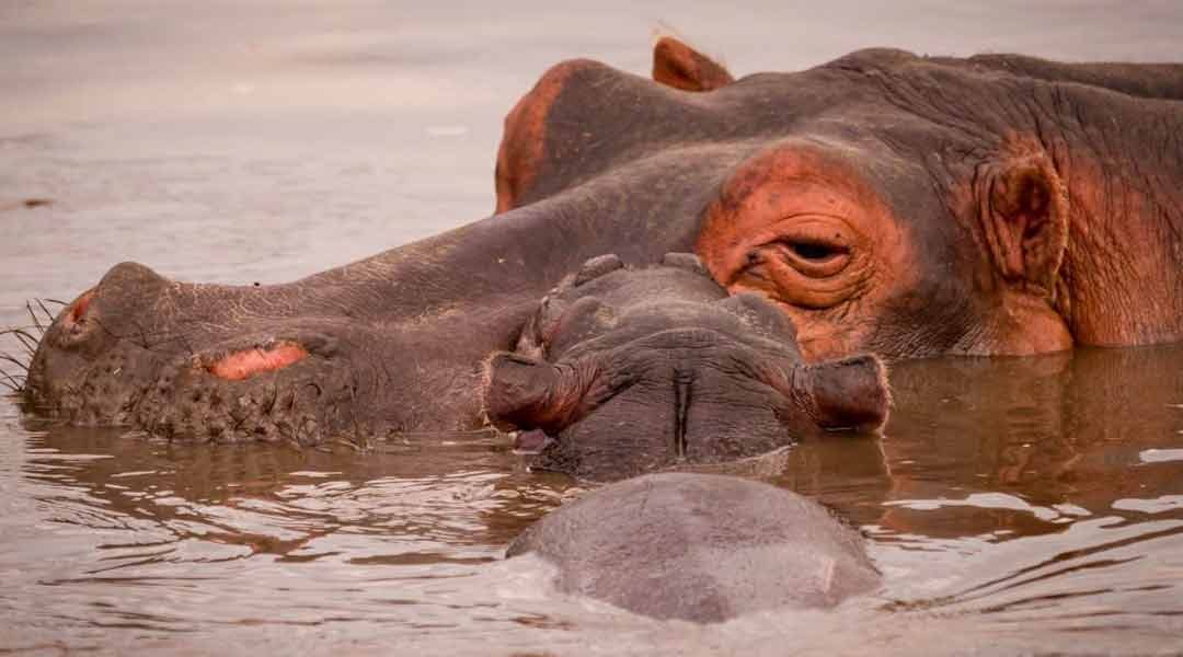 Hippo-Mom-and-Son-in-Serengeti-National-Park