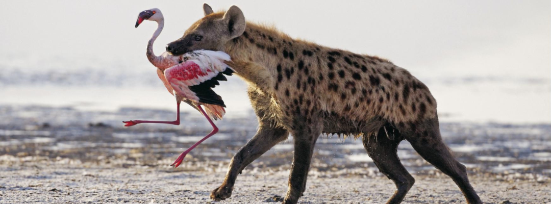 Hyaena vs Flamingi in Nakuru