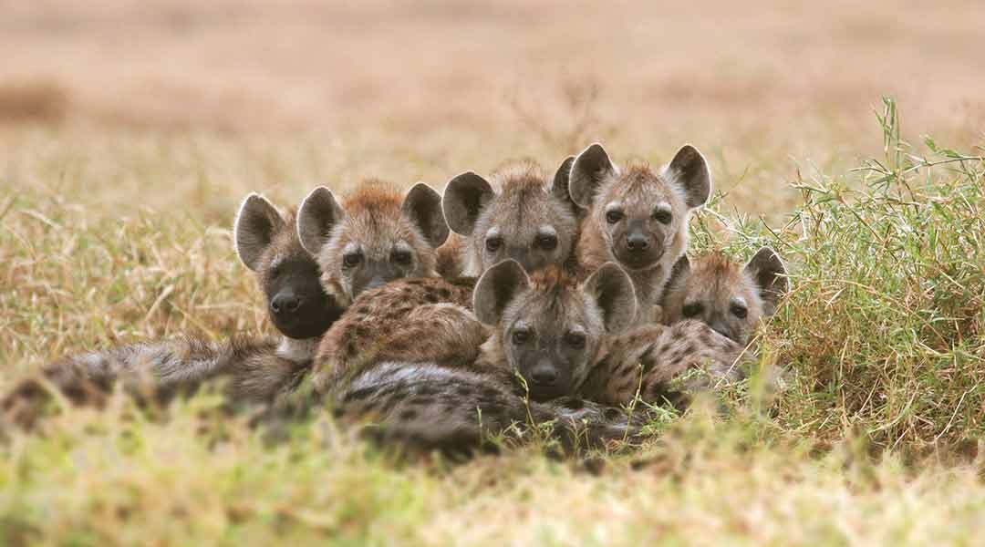 Hyaenas-Cubs-Serengeti-National-Park