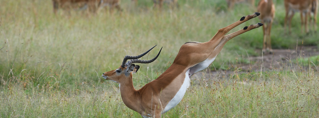 Impala Stretching