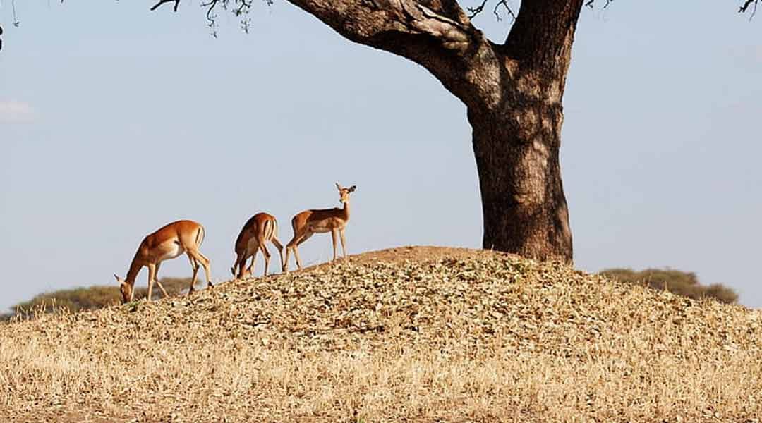 Impalas-at-Tarangire-National-Park