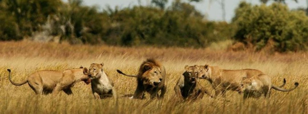 LIONS-_Rwandas-Akagera-National-Park.-e1514564013204