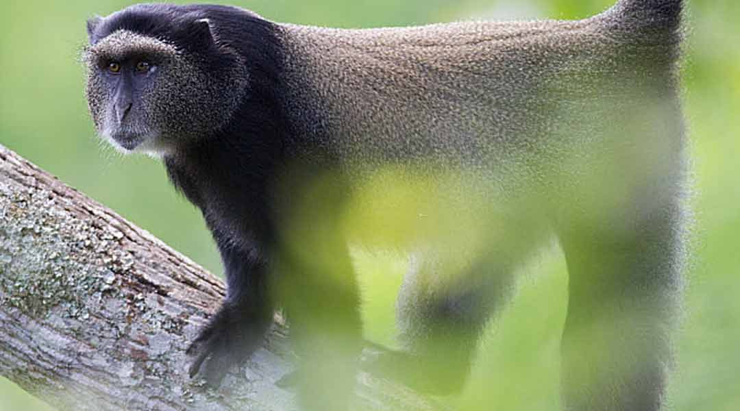 Lake-Manyar-Blue-Monkey