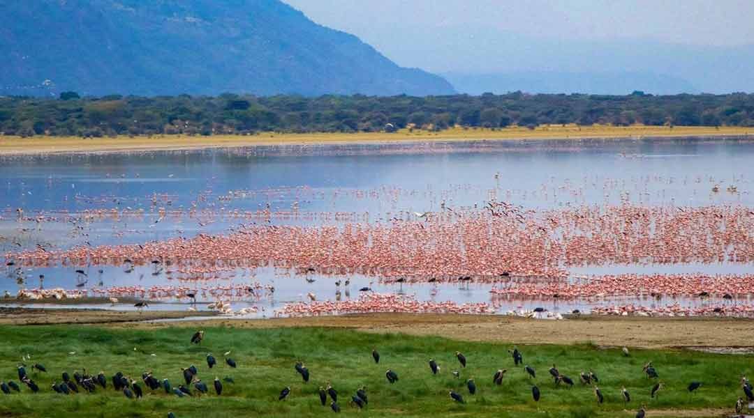 Lake-Manyara-Birding-Lie