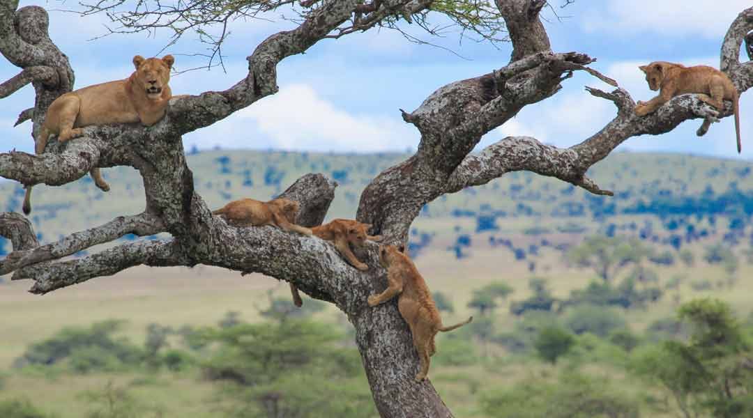 Lake-Manyara-Tree-Climbing-Lion