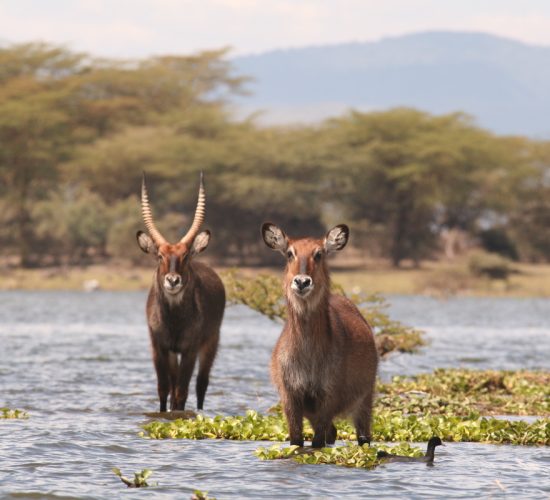 Lake-Nakuru-Lake-Naivasha-