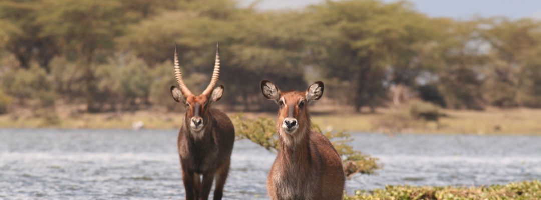 Lake-Nakuru-Lake-Naivasha-