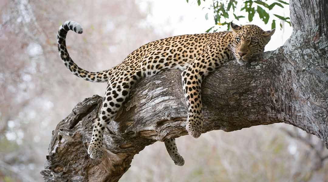 Leopard-in-Serengeti-National-Park