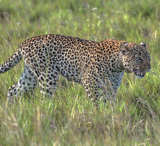 Leopard-in-Ugandas-Murchison-Falls-National-Park