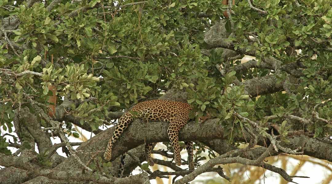 Leopard-on-Top-of-Sousage-Tree-in-Serengeti-Tanzania