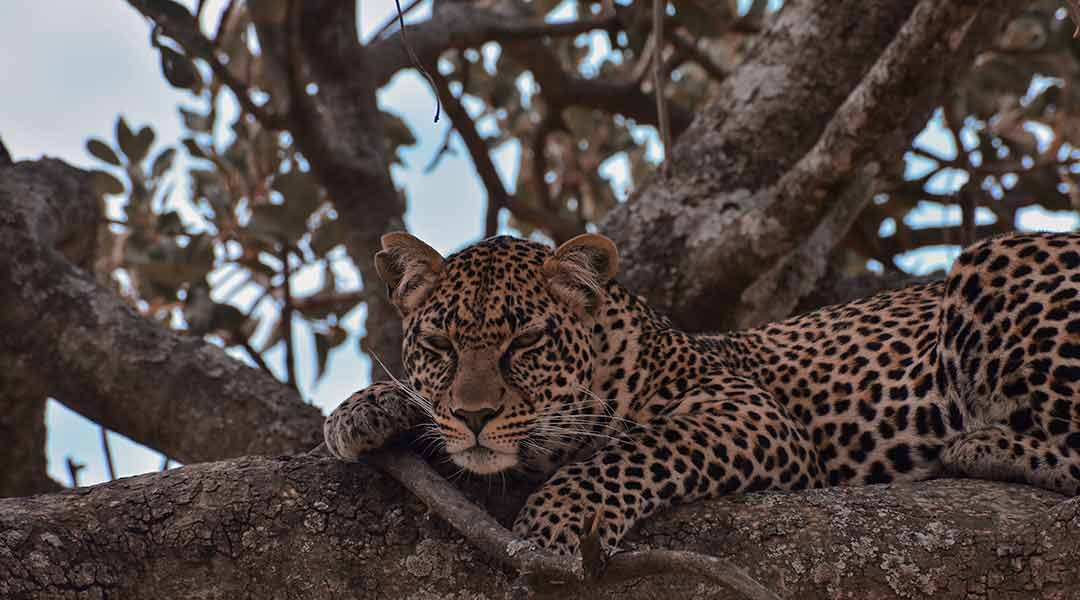 Leopard-on-top-o-sousage-Tree-Serengeti-National-Park.