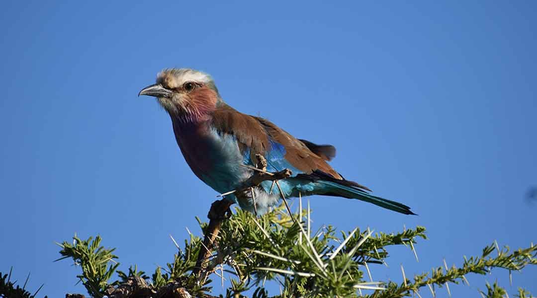 Lilac-Breasted-Roller