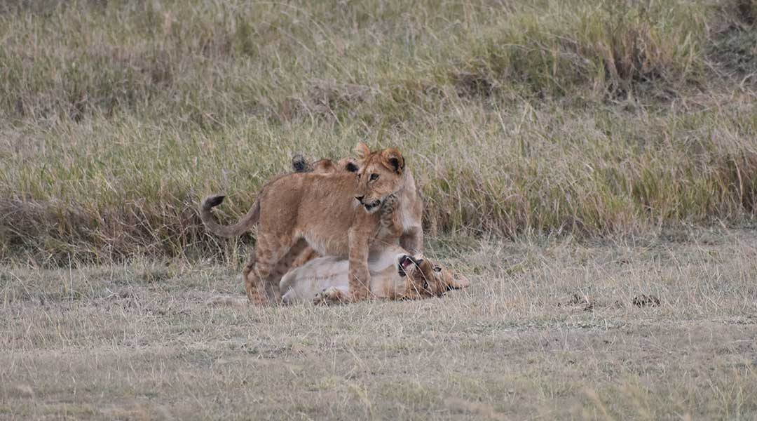 Lion-Cubs-Serengeti-National-Park