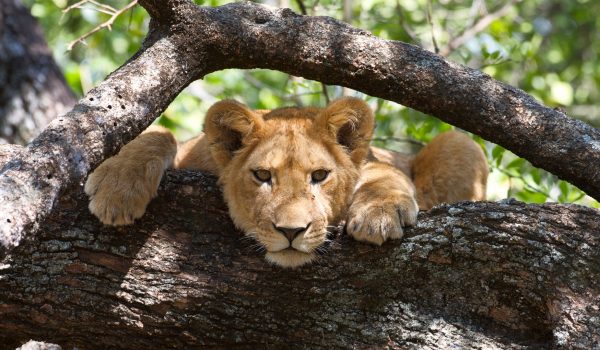 Lion-in-a-tree-in-Lake-Manyara-National-Park.jpg