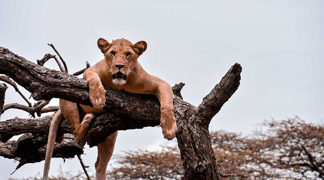 Lion-on-Top-o-Tree-Lake-Manyara-Tanzania