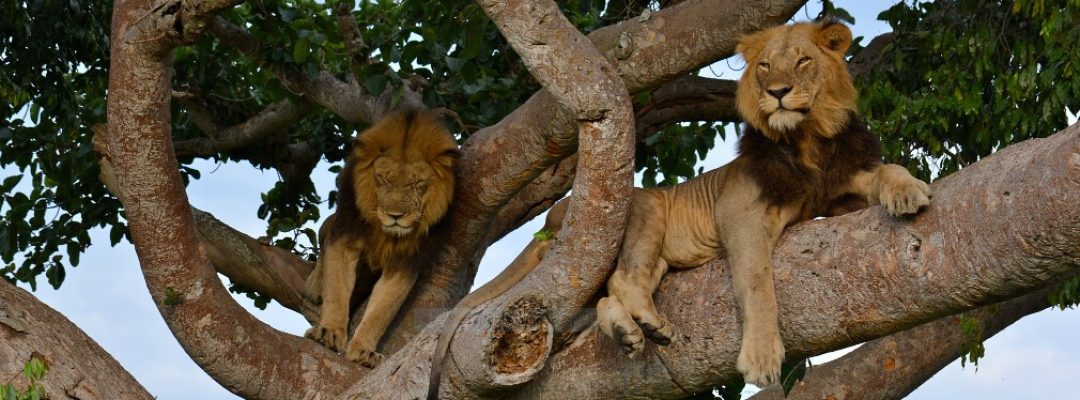 Lions on Tree