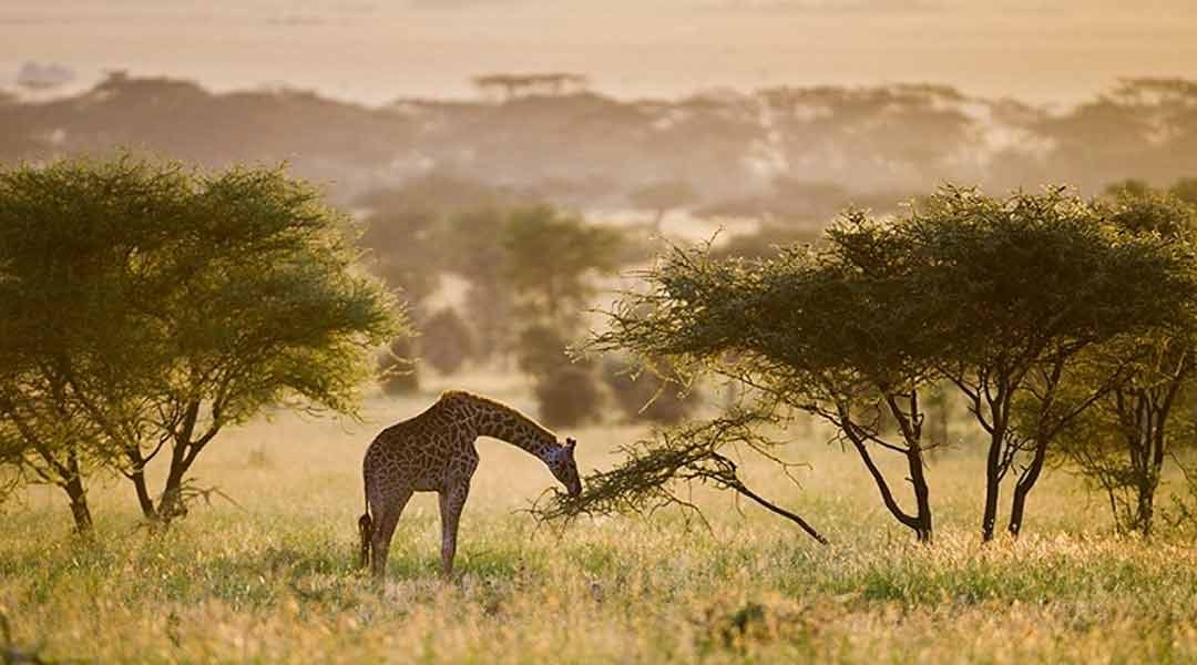Maasai-Girrafe-in-the-Serengeti-NP