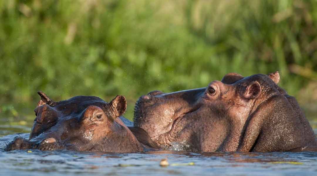 Mikum-NP-Hippos