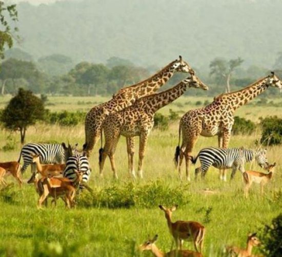 Murchison Falls National Park