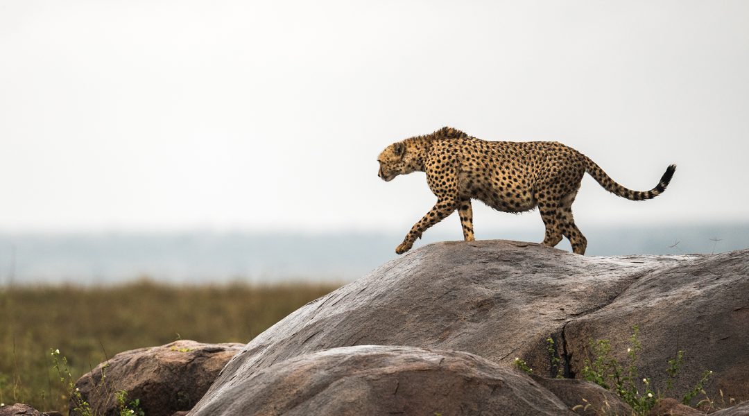 Namiri Plains Cheetah