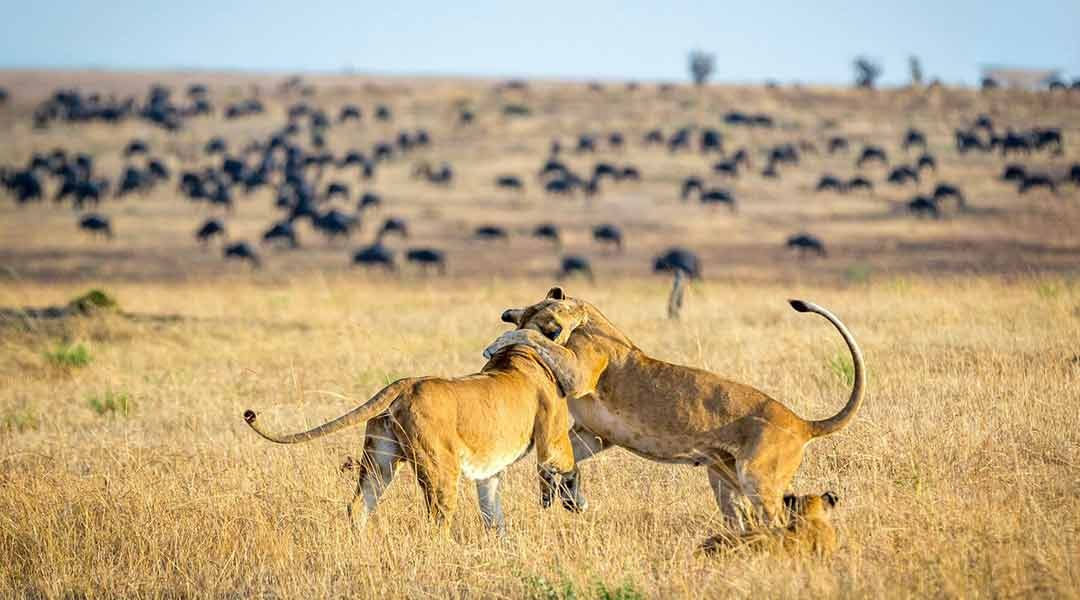 Ndutu-Lions-Playing-on-the-Endless-Plains