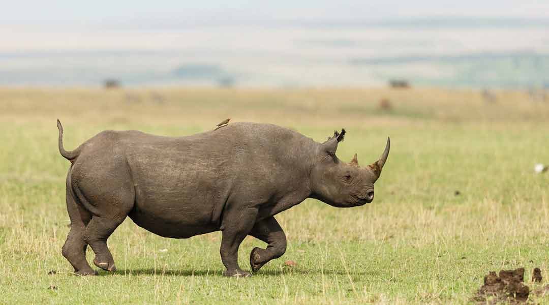 Ngorongoro--Crater-Black-Rhino-Spotting
