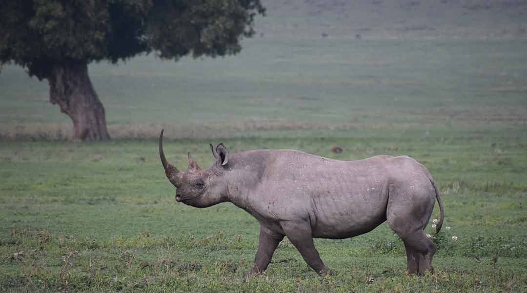 Rhino-in-the-Ngorongoro-Crater