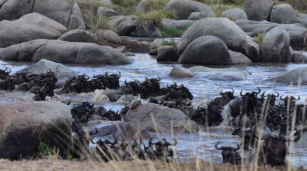 River-Crossing-Serengeti-National-Park