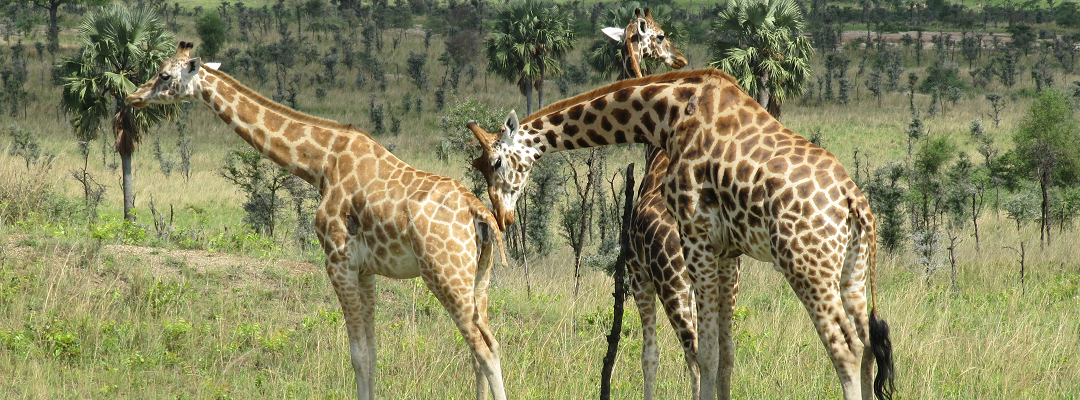 Rothschild_giraffe_in_Murchison_Falls_National_Park (2)