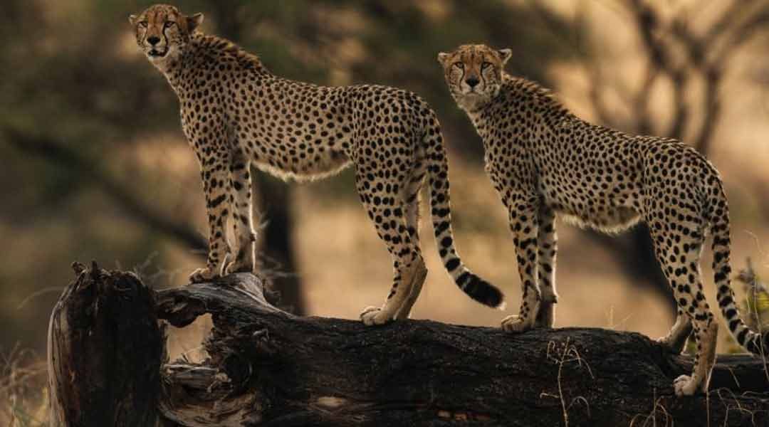 Ruaha-National-Park-Cheetahs