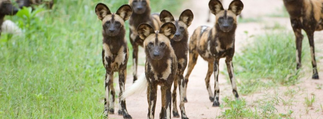 Ruaha-national-park wilddogs