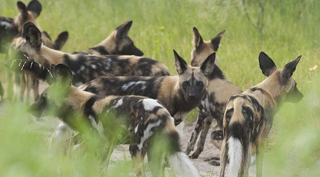 Selous-Wilddogs-Tanzania