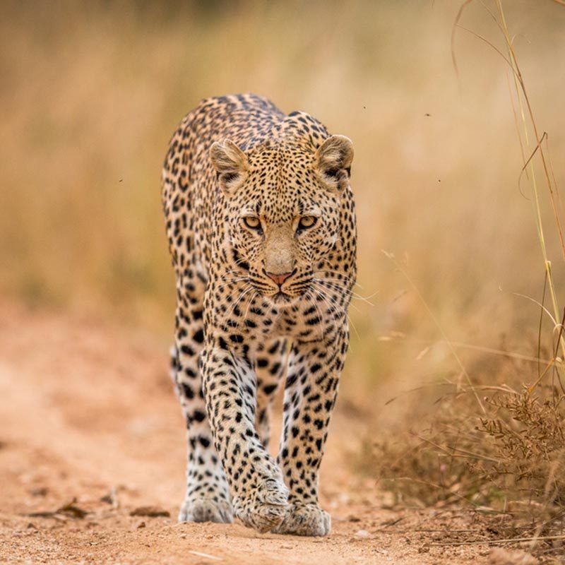 Serengeti