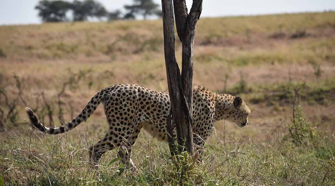 Serengeti-Cheetah-Seven-Wonders-Saaris