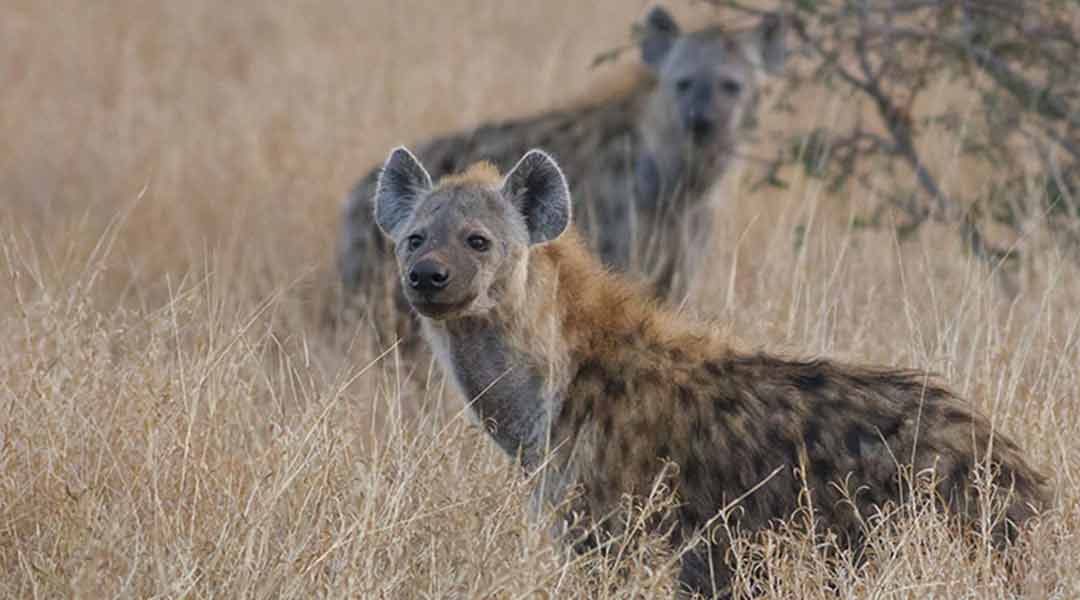 Serengeti-Hyaenas