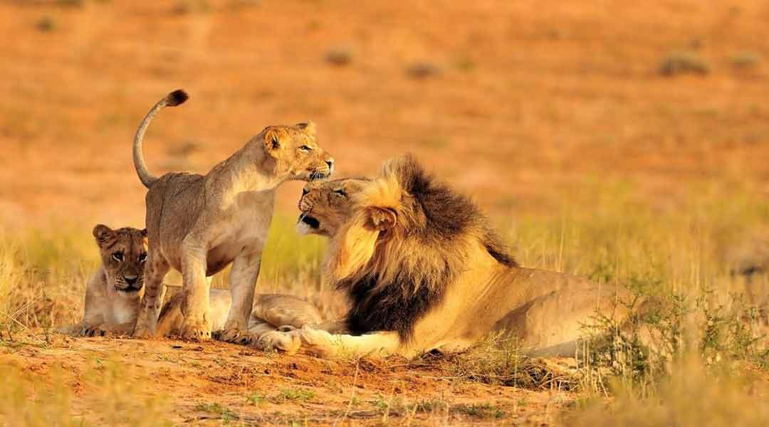 Serengeti-Lions-Tanzania