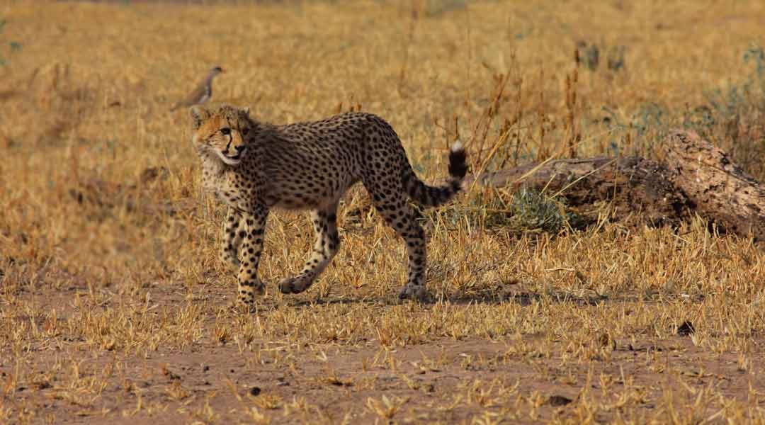 Serengeti-National-Park-Cheetah-Cub