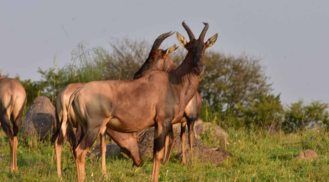 Serengeti-Topi-Seven-Wonders-Safaris