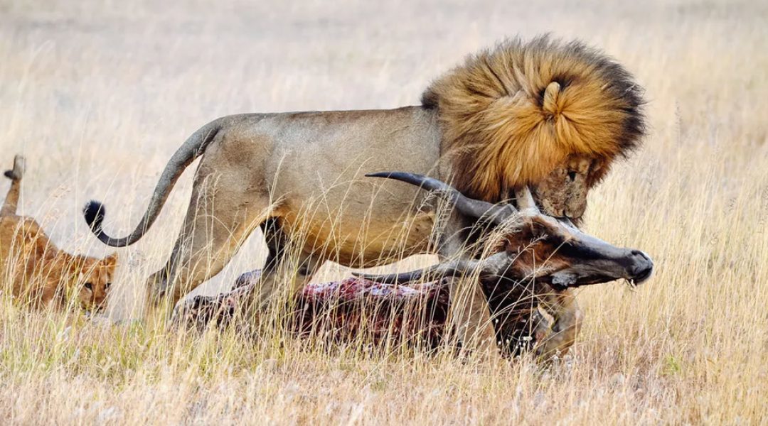 Lion Dragging its Pray