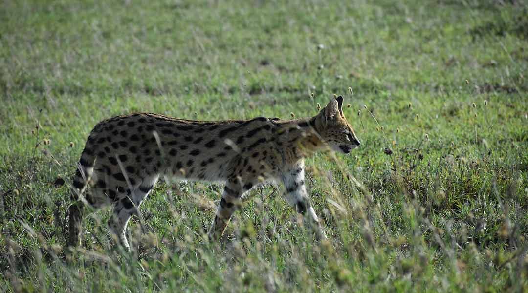 Serval-Cat-in-the-Serengeti-Plains