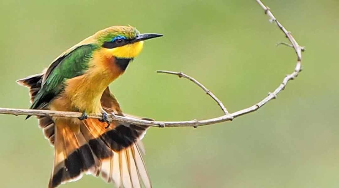 TArangire-National-Park-Bee-Eater