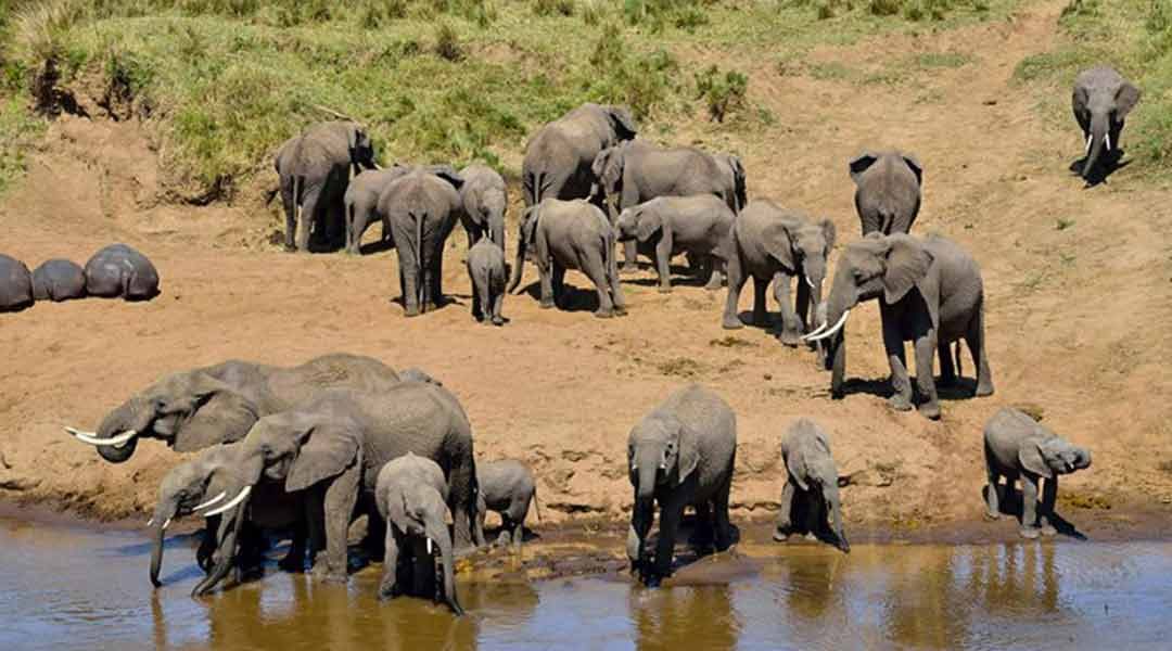 Tarangire-Elephants-Drinking-Water