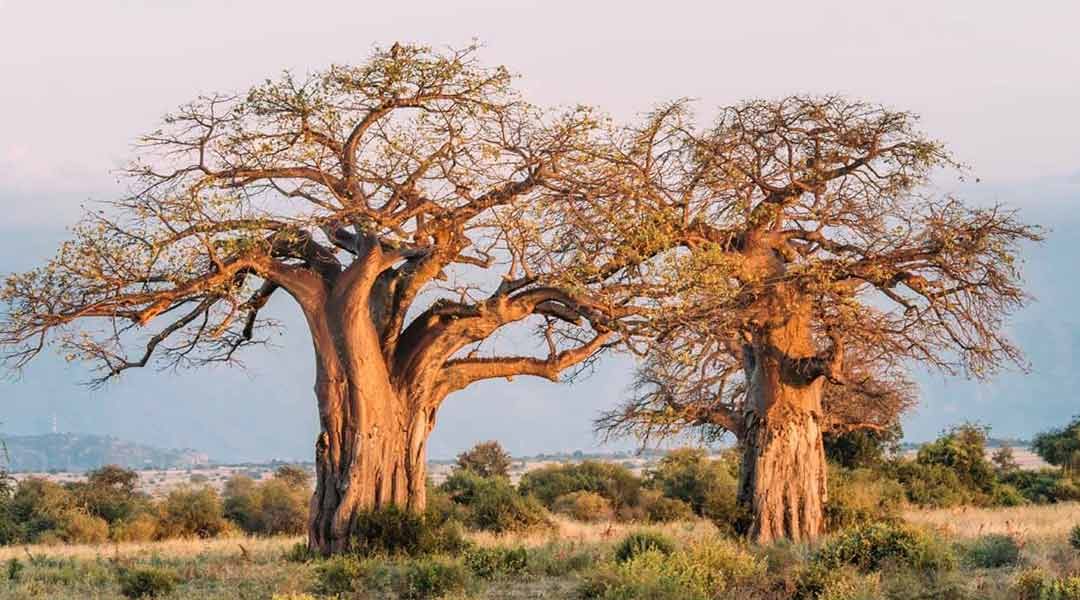 Tarangire-National-Park-Baobab-Trees