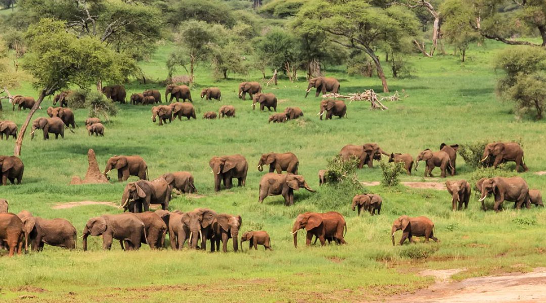 tanzania luxurious safari